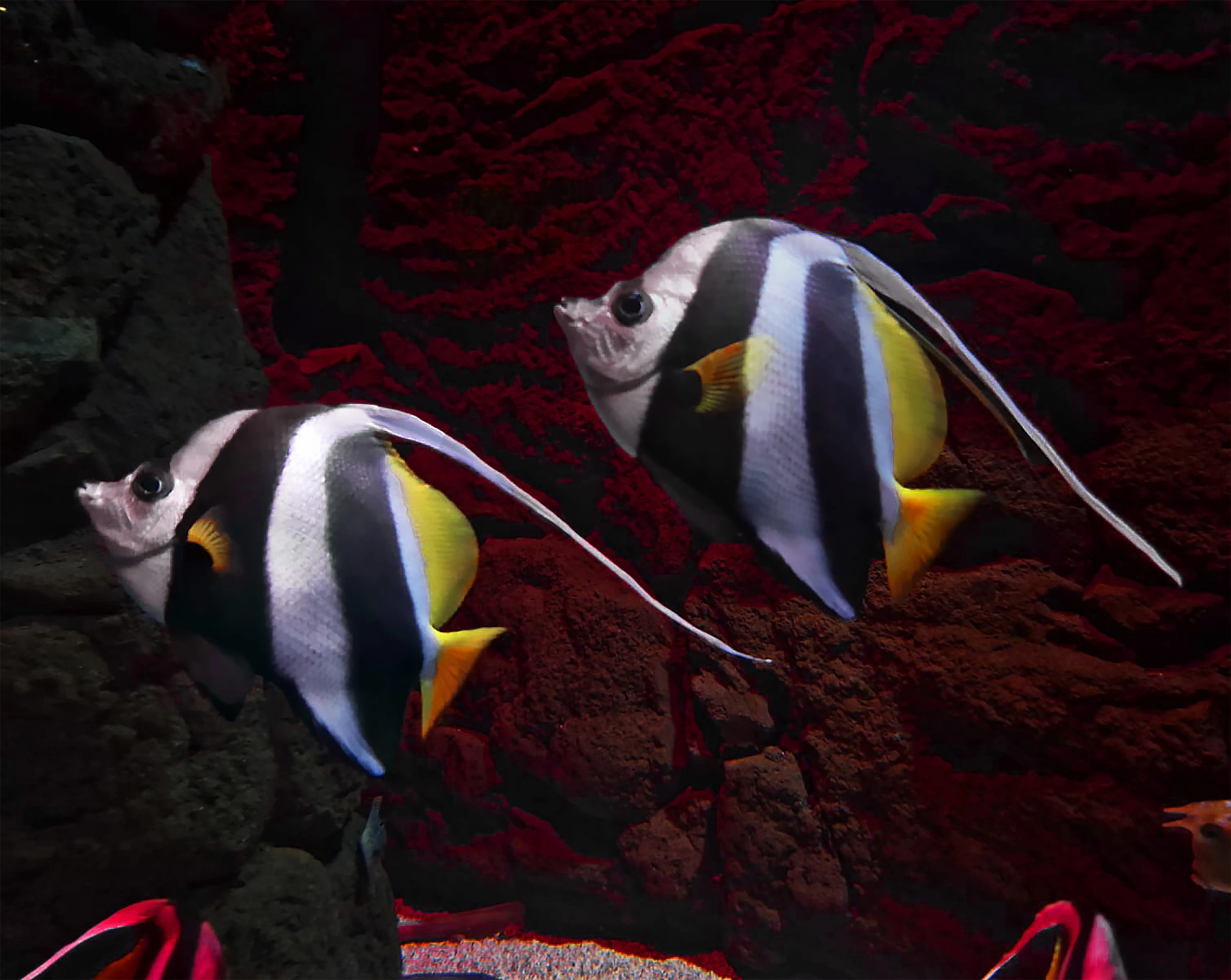 Fish in the Sea
