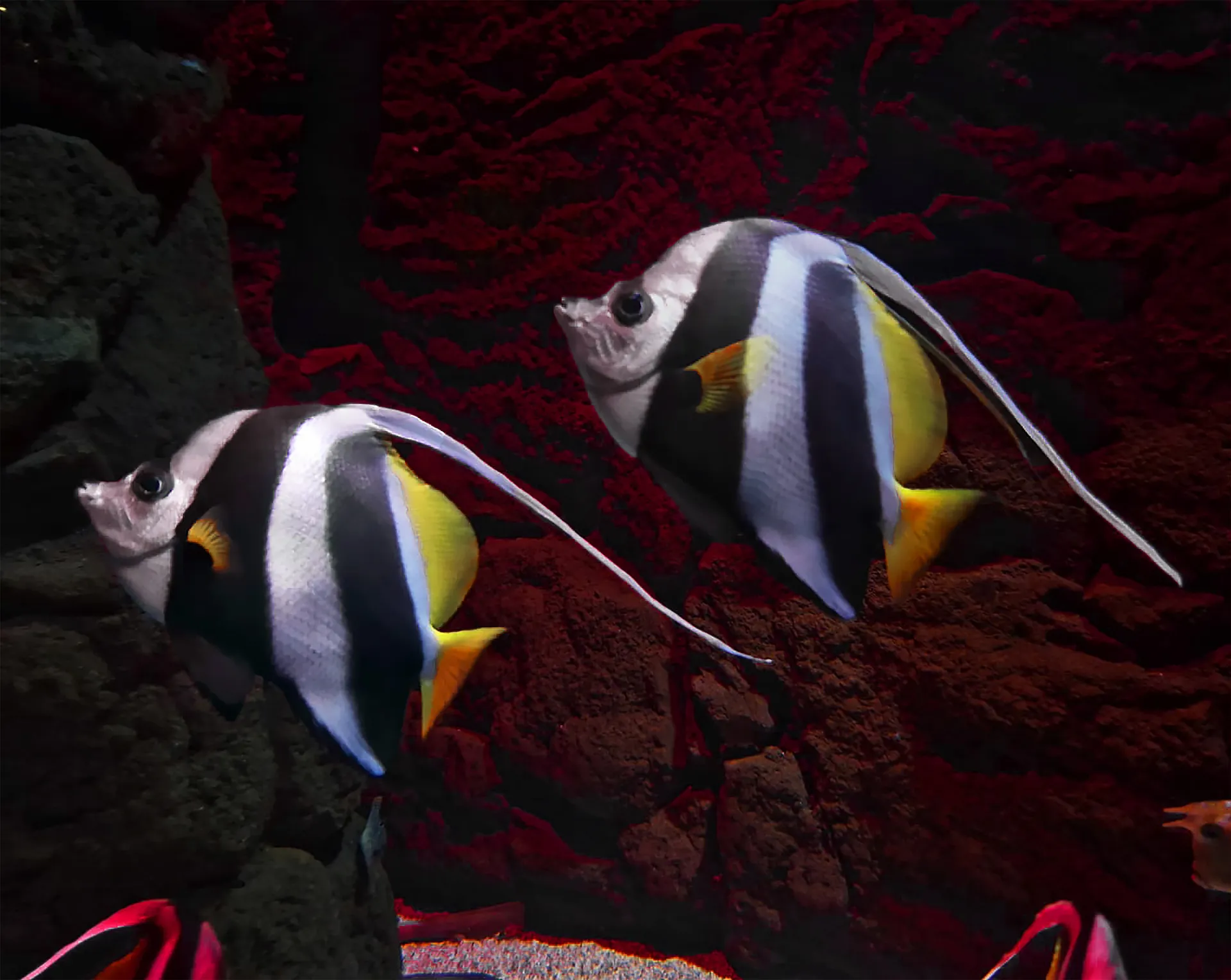 Fish in the Sea