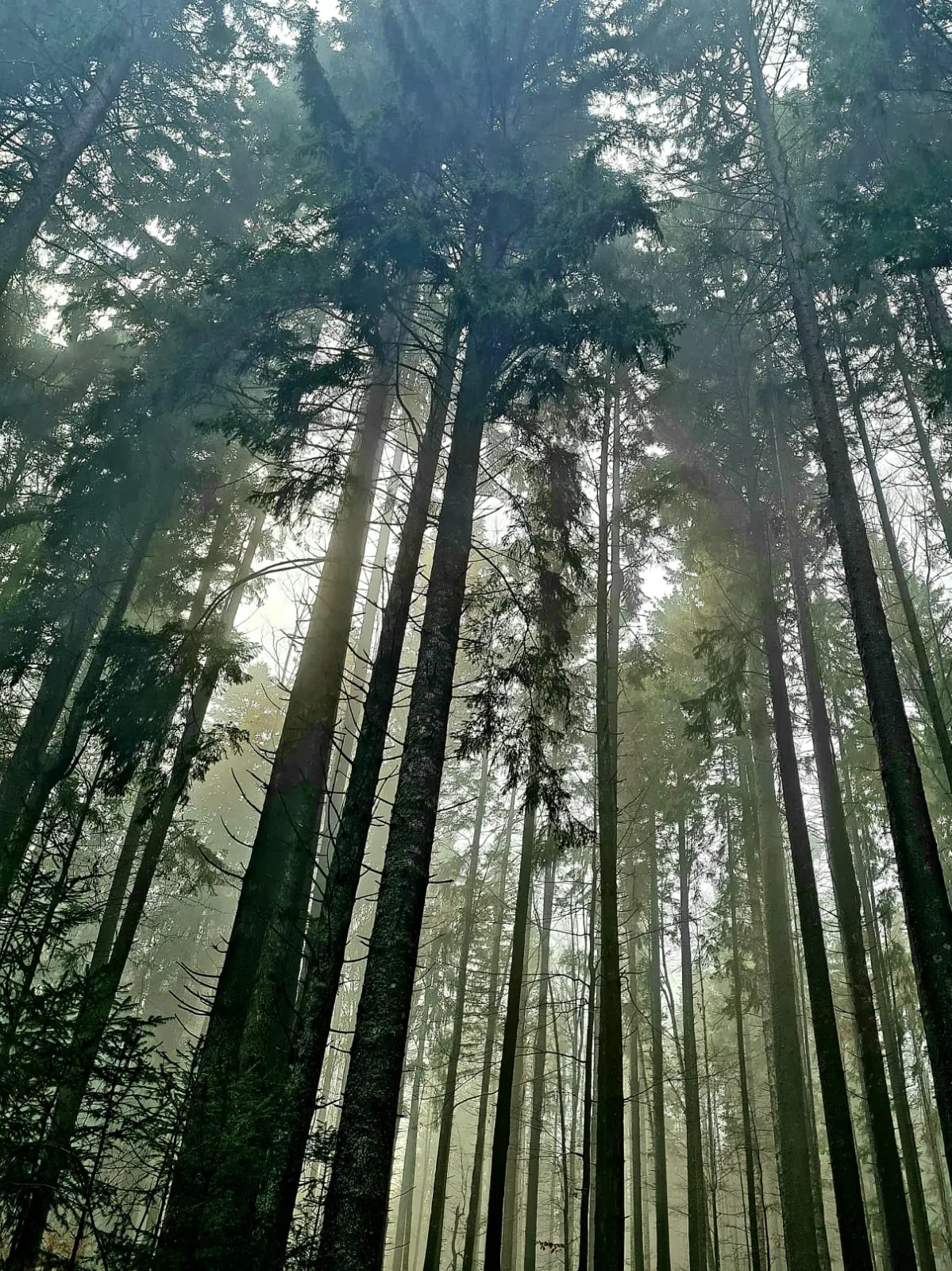 Alpine Forest