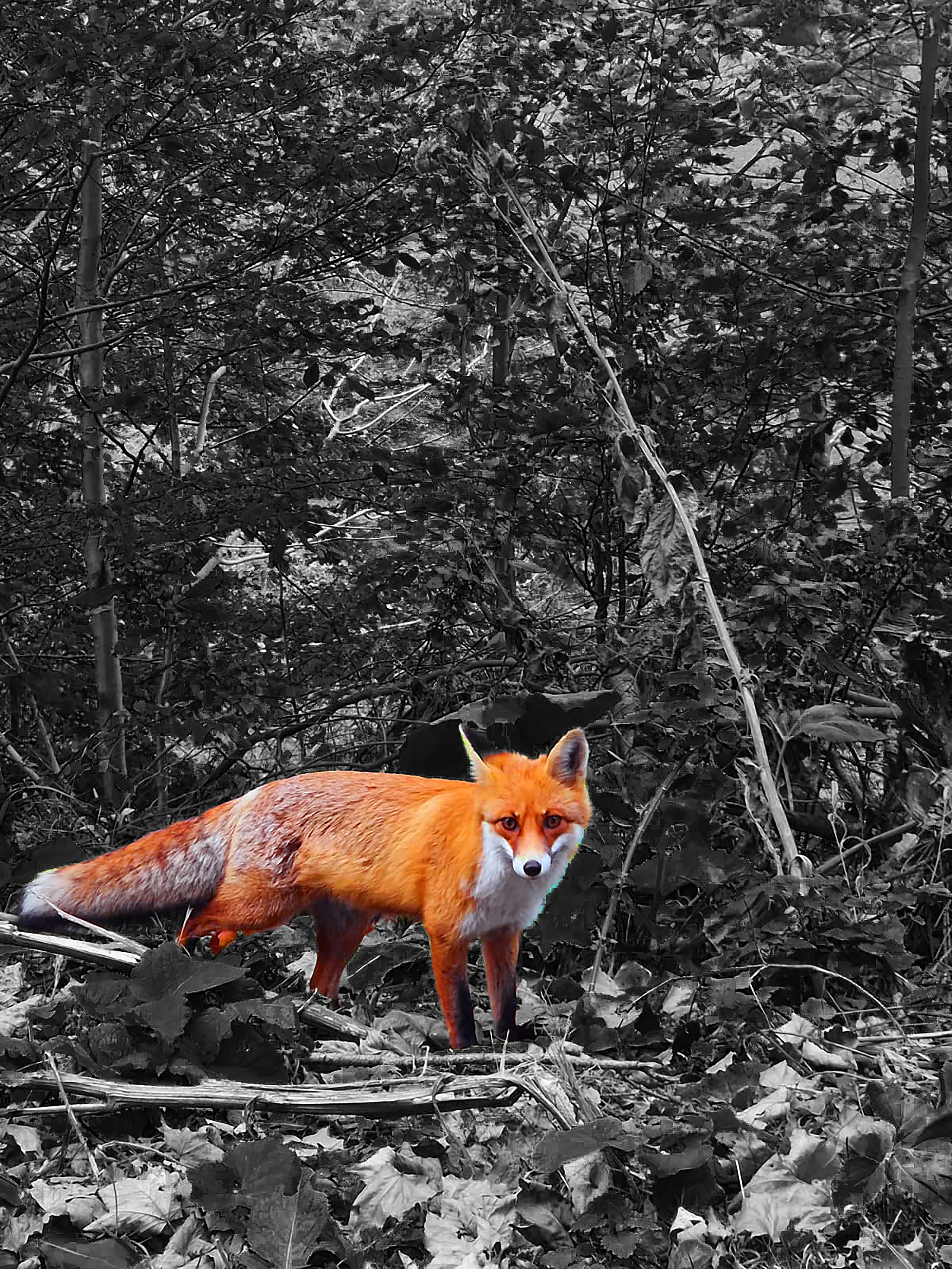 Wild Fox